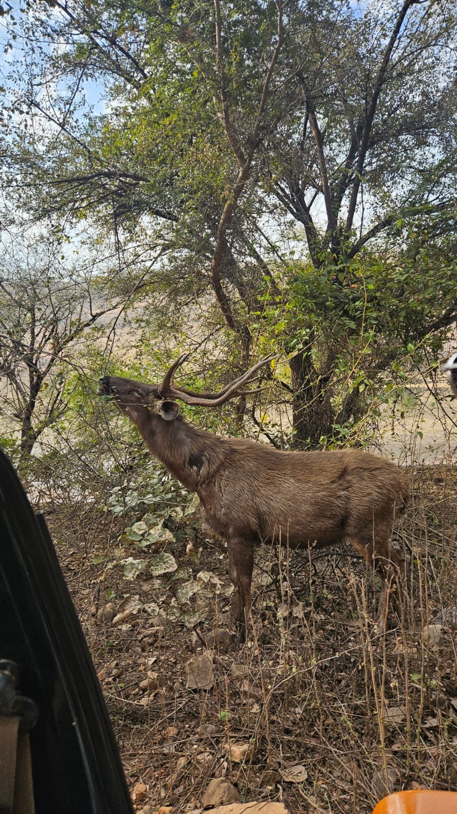 Sambar stag closeup