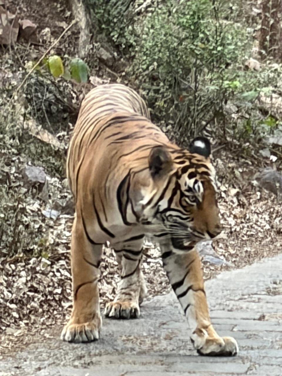 Tiger extreme closeup