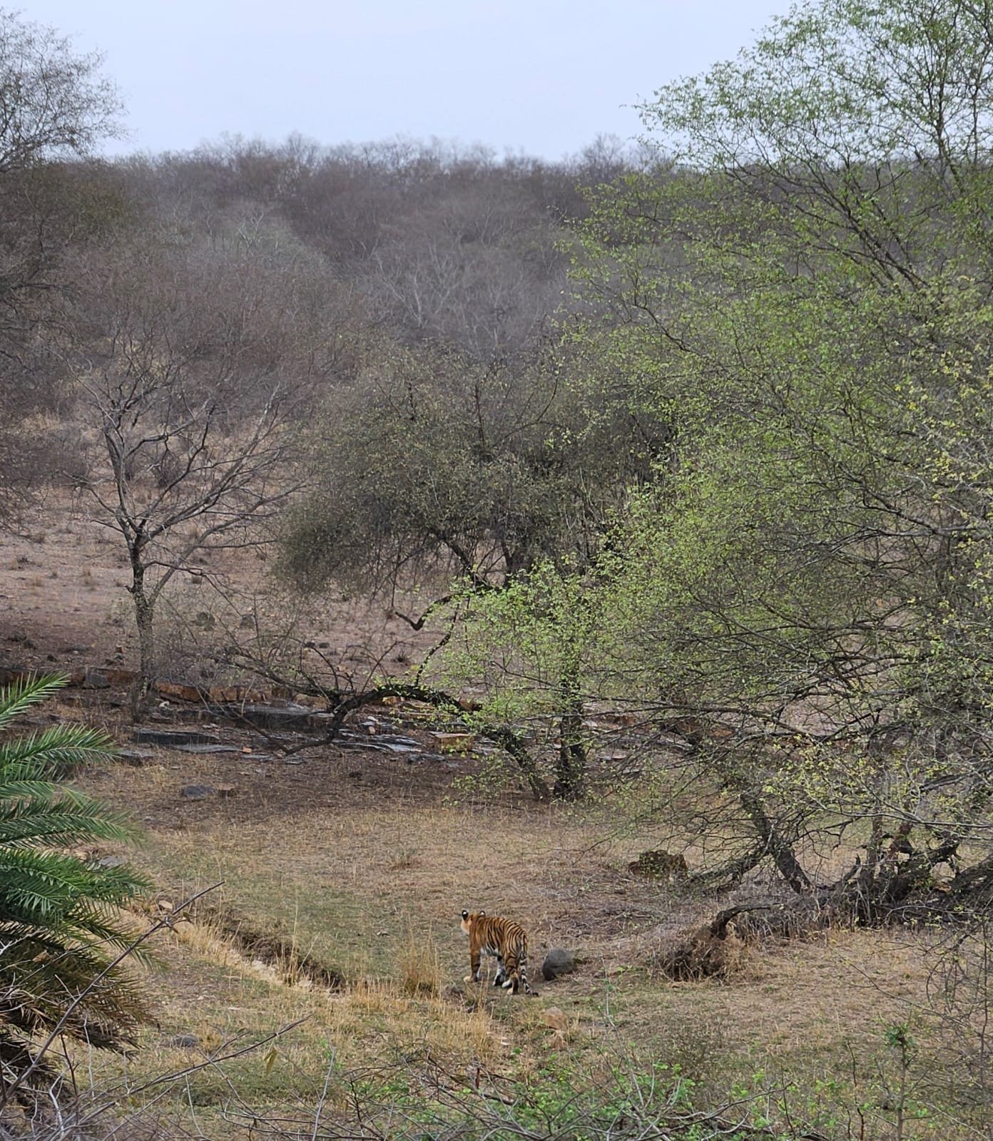 Tiger tiny in vast landscape