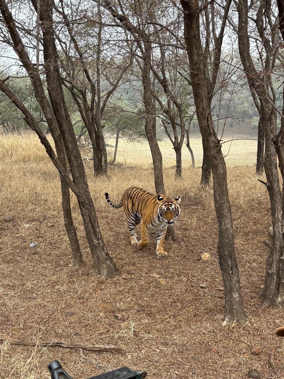 Tiger walking toward jeep