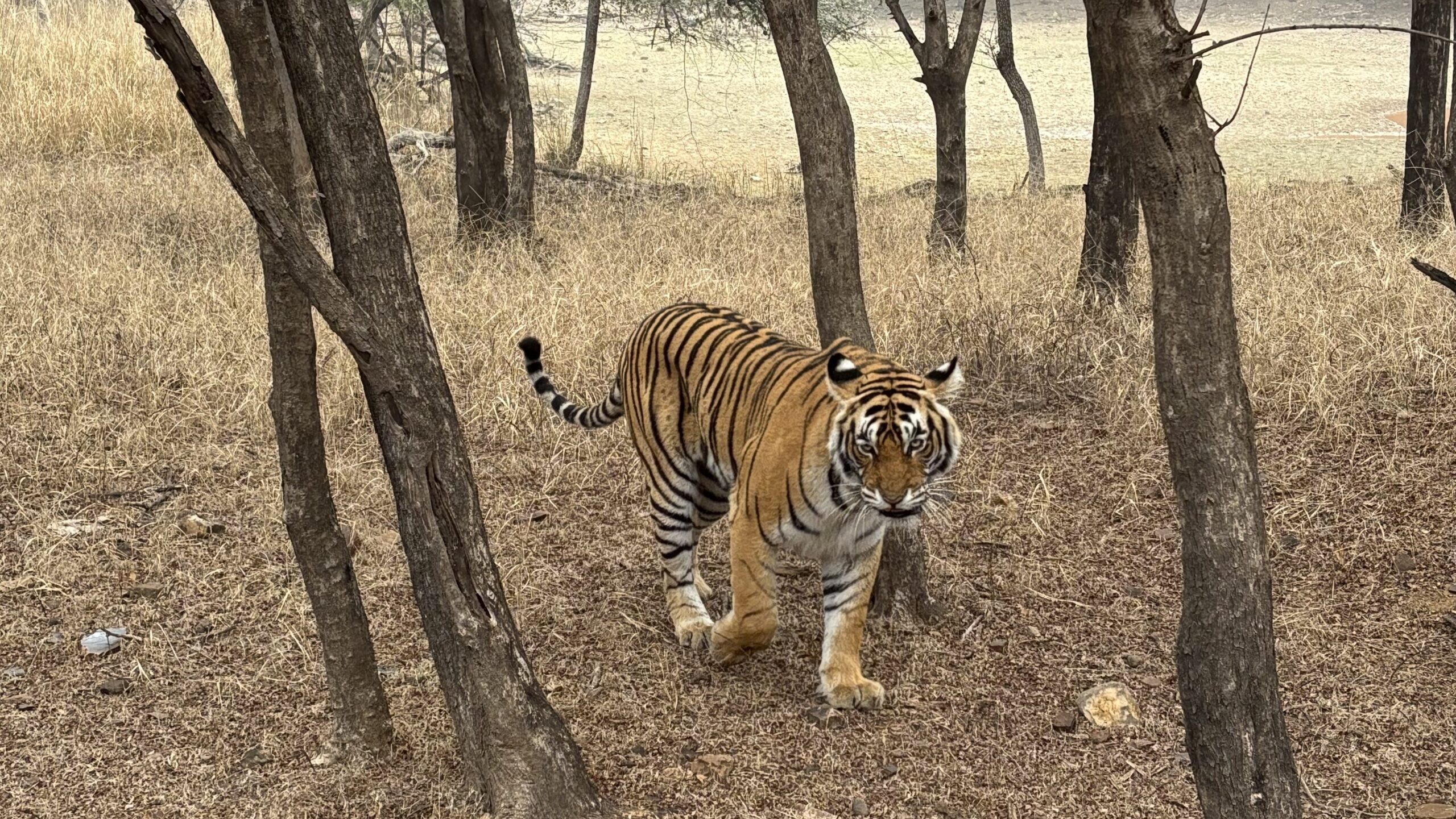 Ridhi in Ranthambore National Park - Zone 4